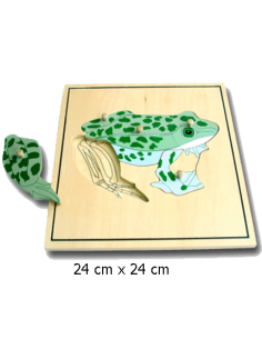 Frog Puzzle Skeleton