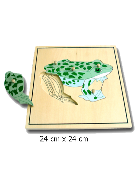 Frog Puzzle Skeleton
