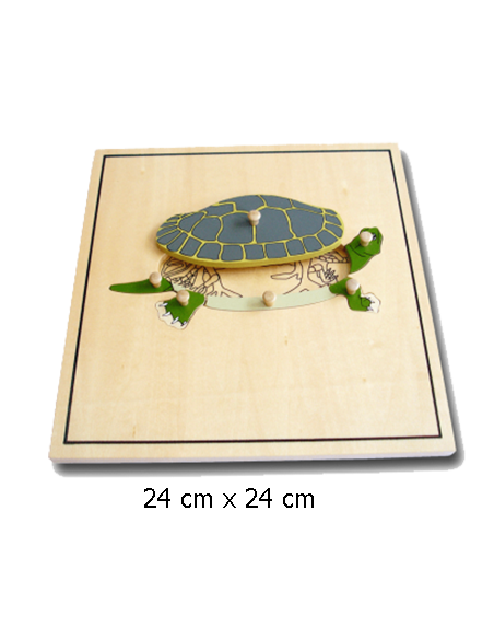 Turtle Puzzle Skeleton Turtle Puzzle Skeleton