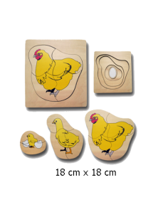 Life Cycle of Chicken