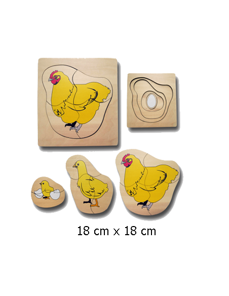 Life Cycle of Chicken Life Cycle of Chicken