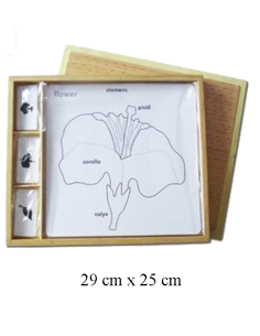 Set for Botany Activity