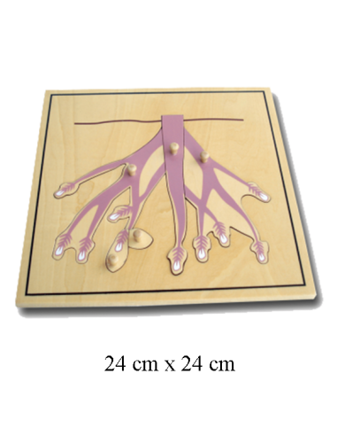 Root Puzzle