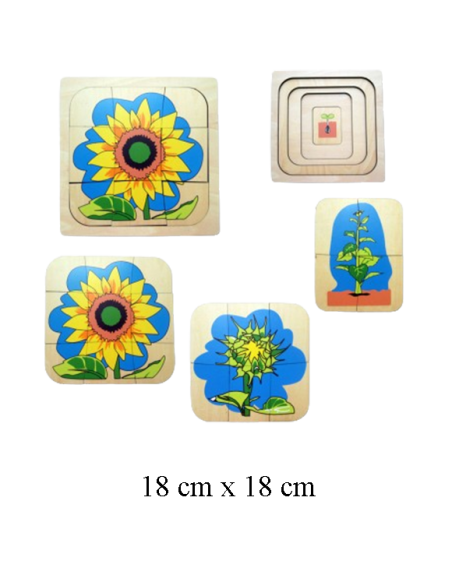 Growing Process of Sunflower