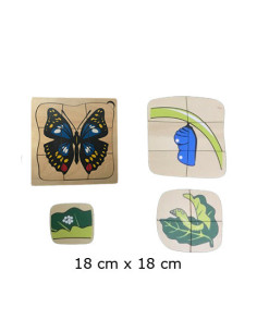 Life Cycle of Butterfly