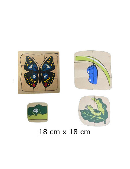 Life Cycle of Butterfly Life Cycle of Butterfly