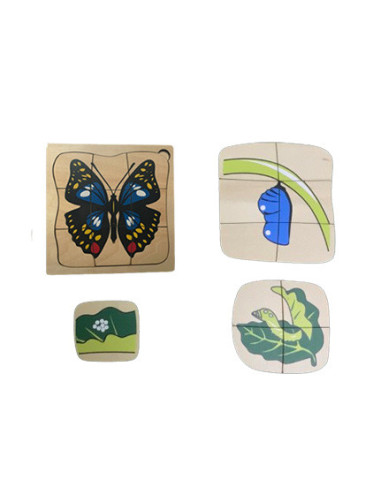 Life Cycle of Butterfly