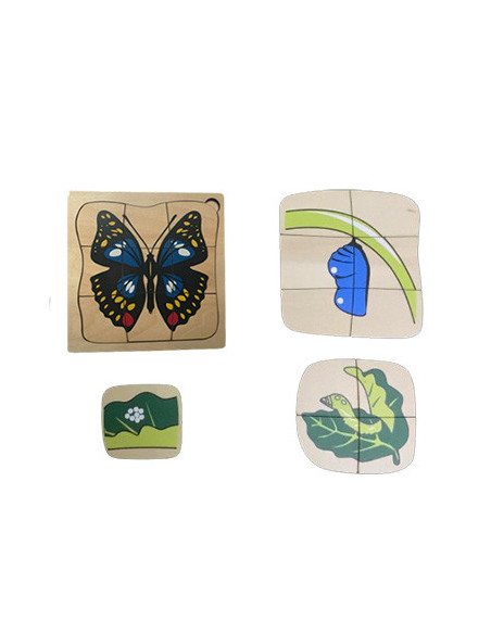 Life Cycle of Butterfly Life Cycle of Butterfly
