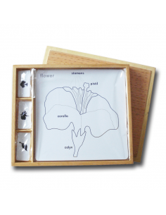 Set for Botany Activity 2