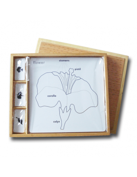 Set for Botany Activity