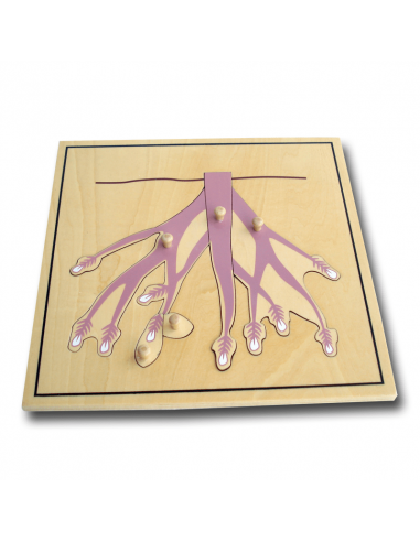 Root Puzzle