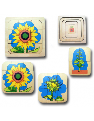 Growing Process of Sunflower