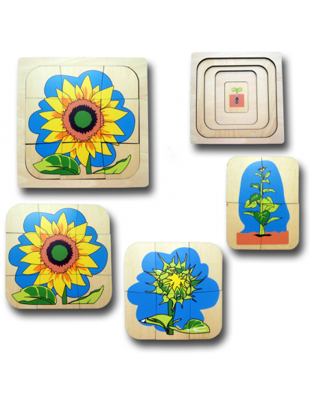 Growing Process of Sunflower