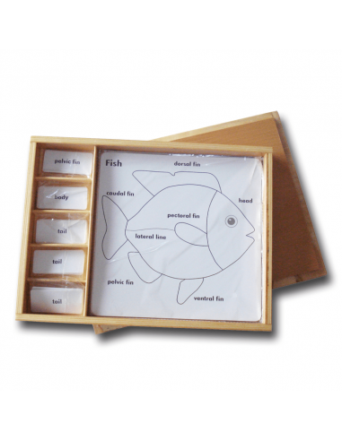 Set for Zoology Activity