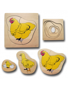 Life Cycle of Chicken 2