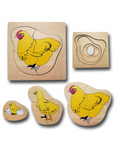 Life Cycle of Chicken