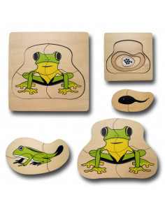 Life Cycle of Frog 2